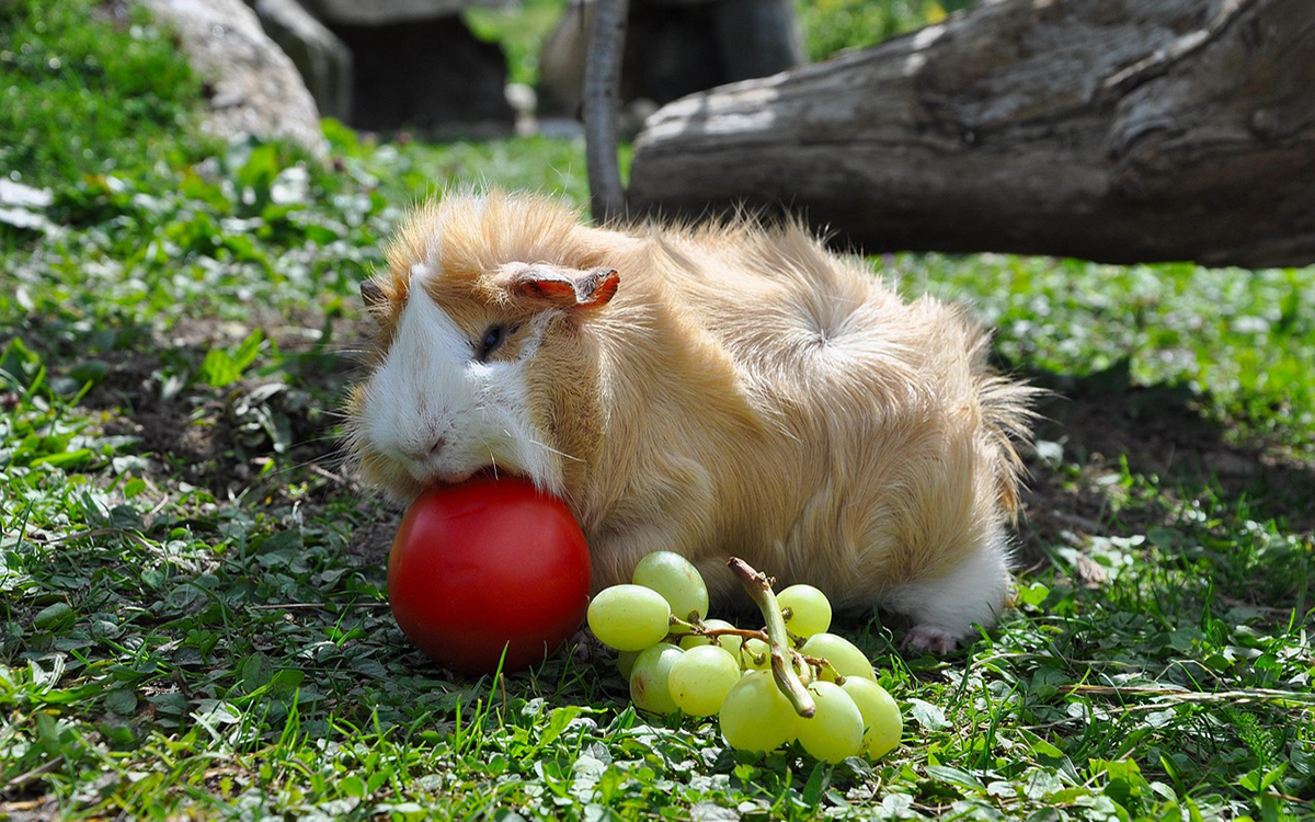 About Guinea Pigs