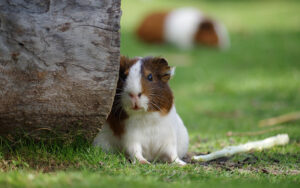 About Guinea Pigs