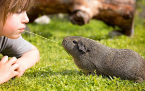 Taming Guinea Pigs