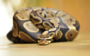 ball python