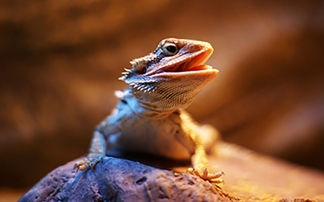 Choosing The Right Bearded Dragon Tank Size (Because Yes, It Really Matters)