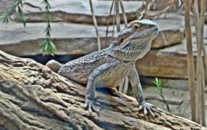 bearded dragon tank size