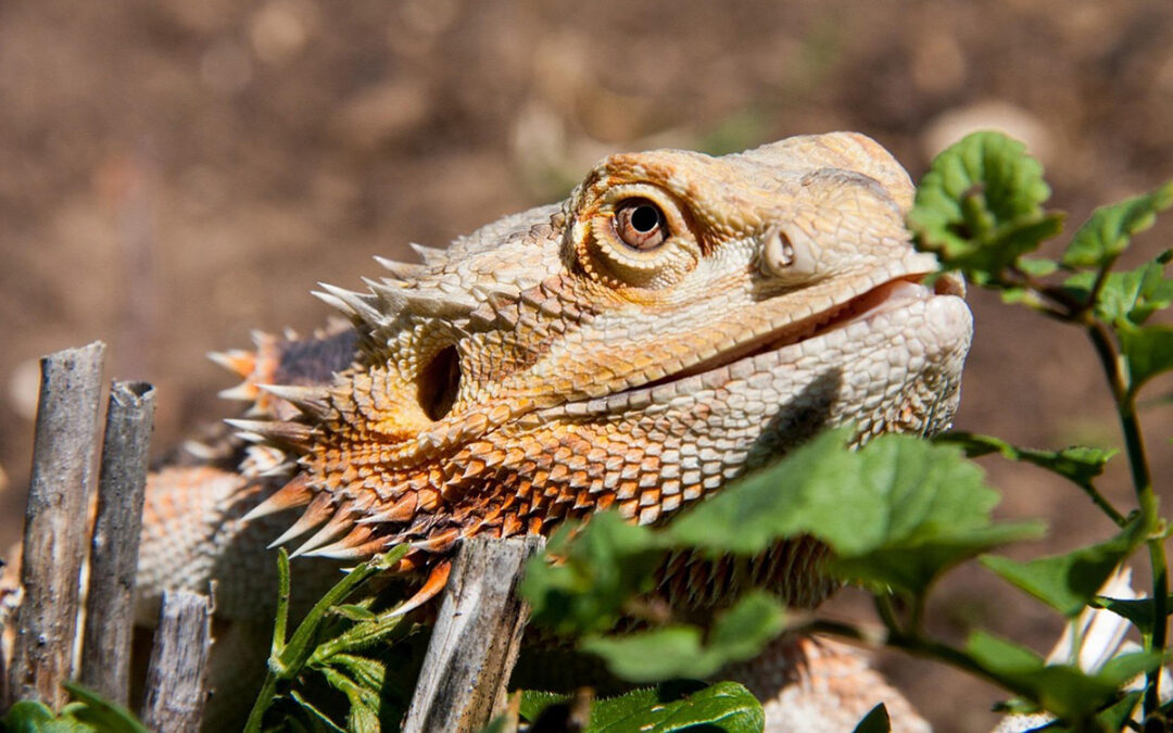How To Care For Bearded Dragons As Pets: The Complete Guide