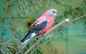 bourkes parakeet