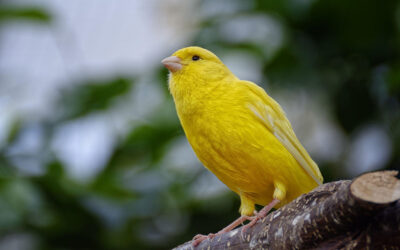 A Complete Guide to Pet Canaries: Colorful Songbirds That Brighten Any Home