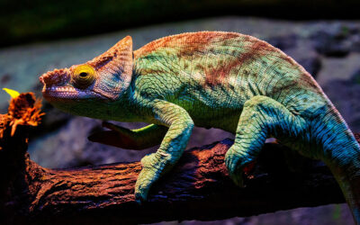 Handling Reptiles: Important Facts Every Reptile Owner Should Know