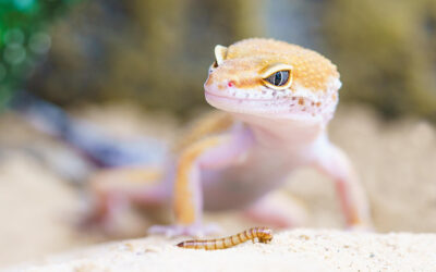Gecko Care Guide: How To Take Care Of A Pet Gecko