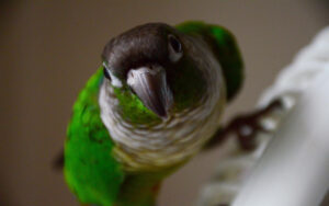 green-cheeked conure