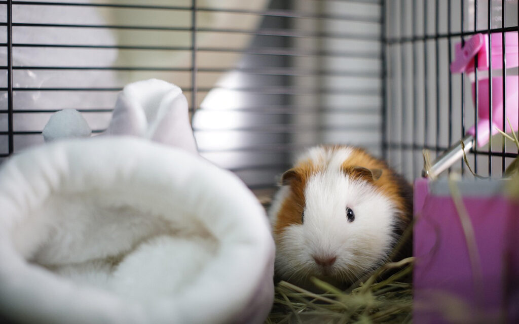 Guinea Pig Cage