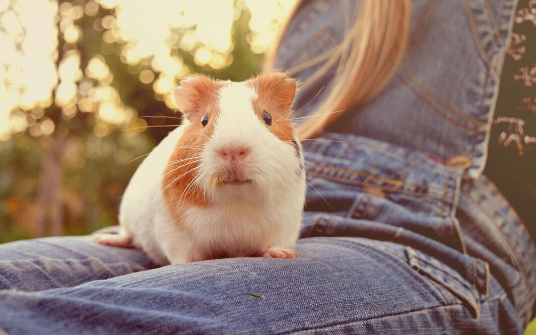 Guinea Pig Diapers: Are They Safe For Your Guinea Pig?
