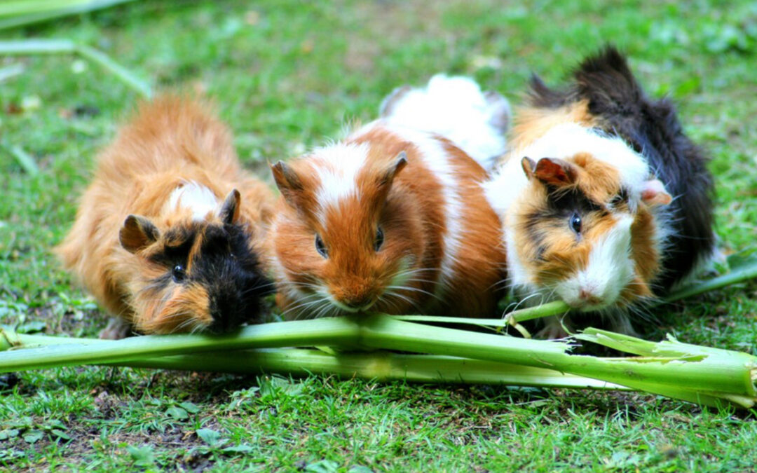 10 Different Breeds Of Guinea Pigs: Which One Is Right for You?