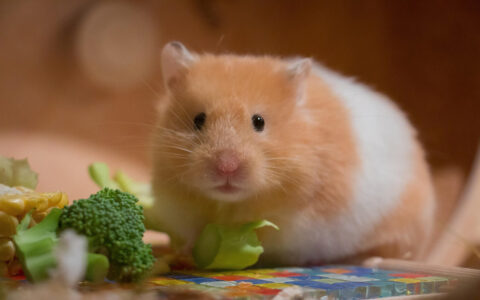 Illustration of Obtaining And Caring For Pet Hamsters