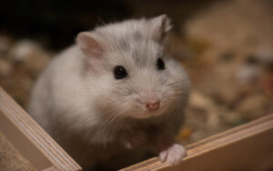 hamsters as pets