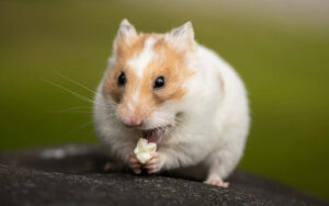 pet hamster