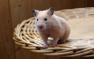 are hamsters good pets