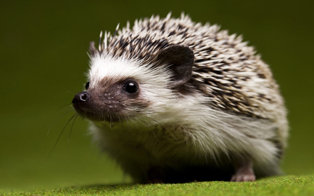 Are Hedgehogs Nice Pets?