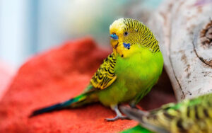 parakeet