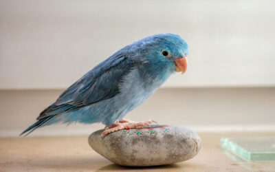 8 Best Small Pet Birds That Make Colorful, Charming Companions