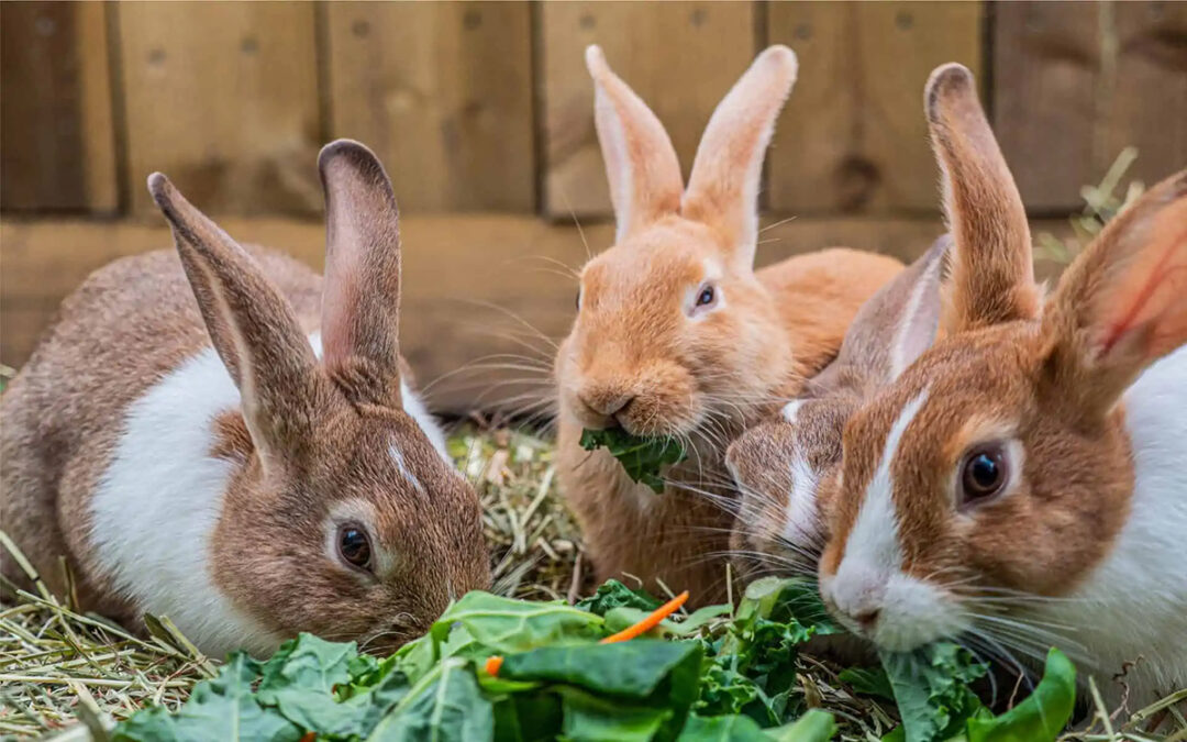 Rabbit Diet: What Should I Feed My Pet Rabbit?