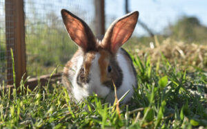 rabbit diet
