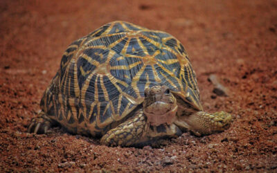 How to Choose The Best Pet Tortoise: A Beginner Guide To Finding the Right Shellmate