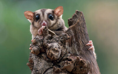 Pet Sugar Gliders: The Ultimate Guide to These Adorable Marsupials