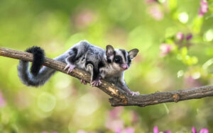 sugar glider care