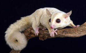 diets for sugar gliders