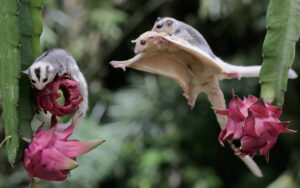 pet sugar gliders