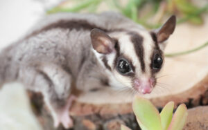 lifespan of a sugar glider