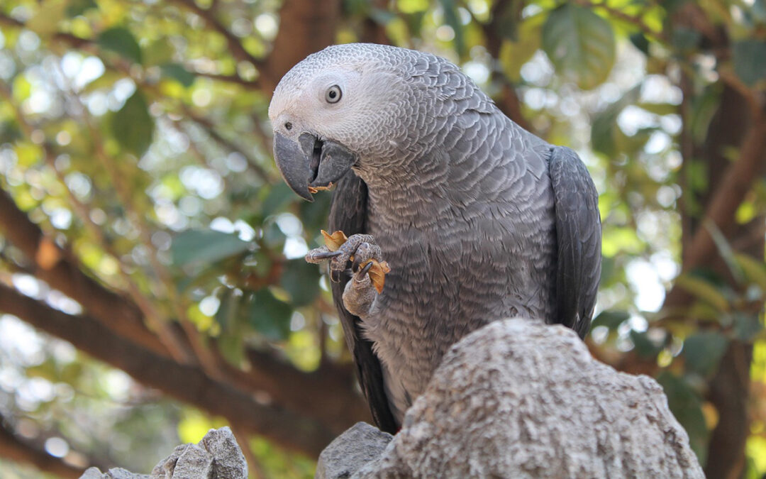 African Grey Parrots – Care & Species Guide