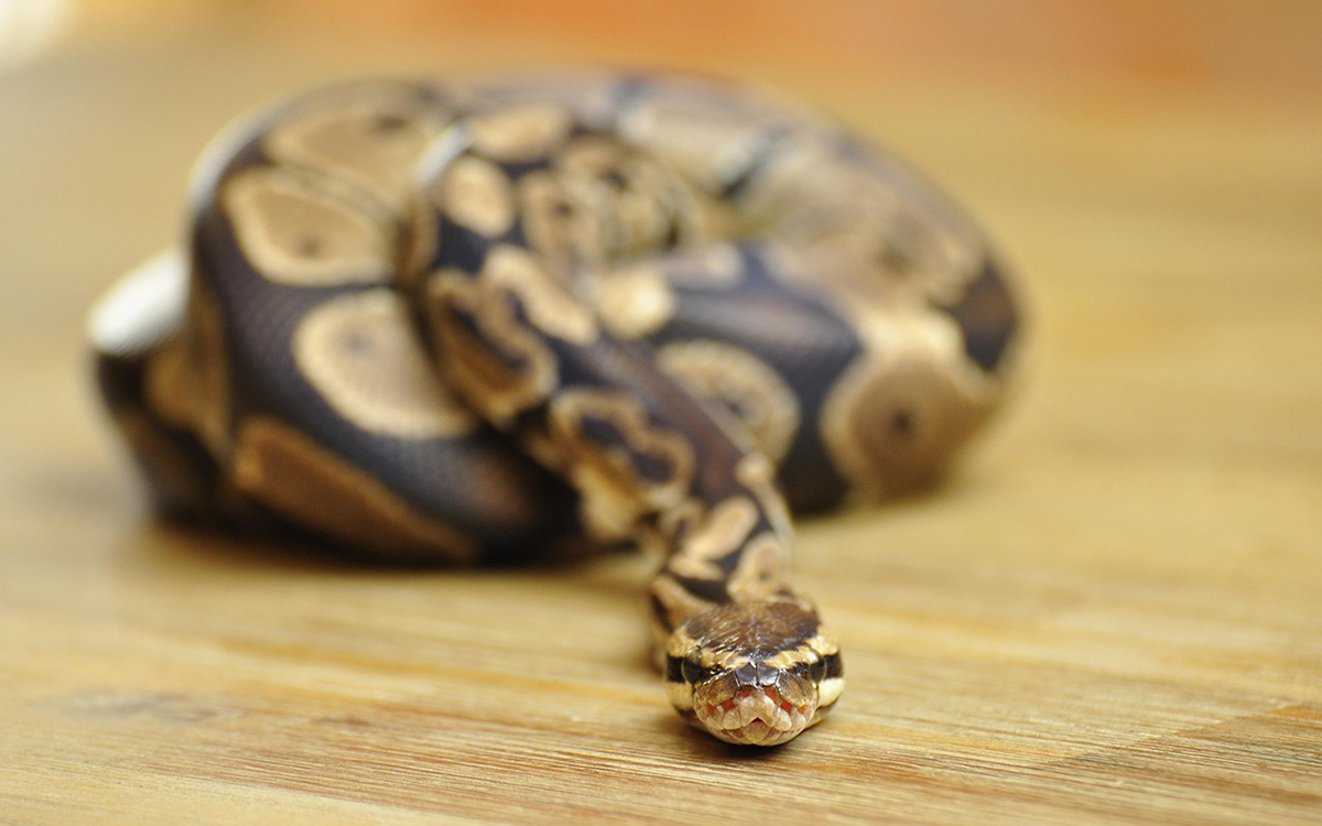 best pet snakes to have