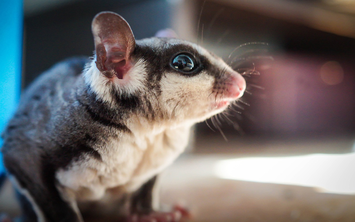 barking sugar glider