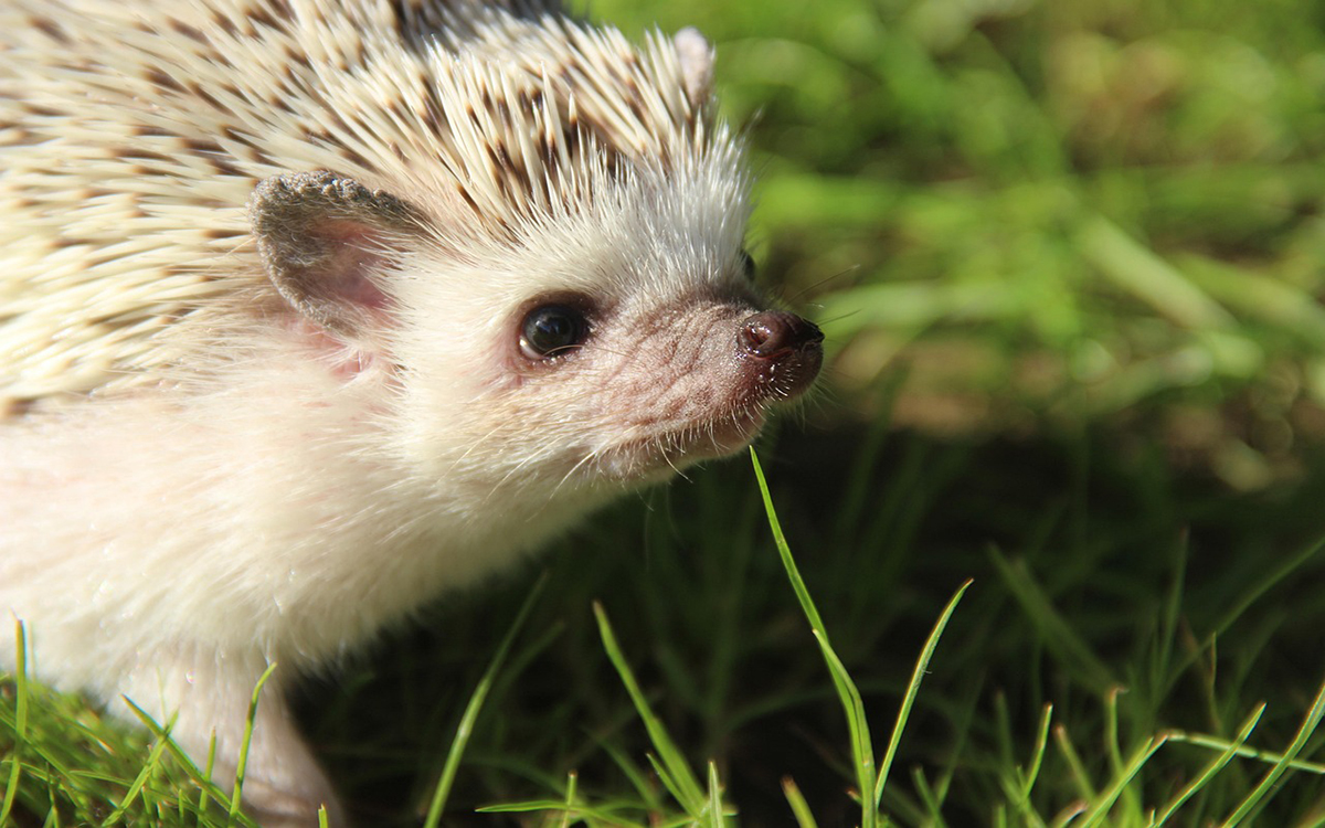 best foods for hedgehogs