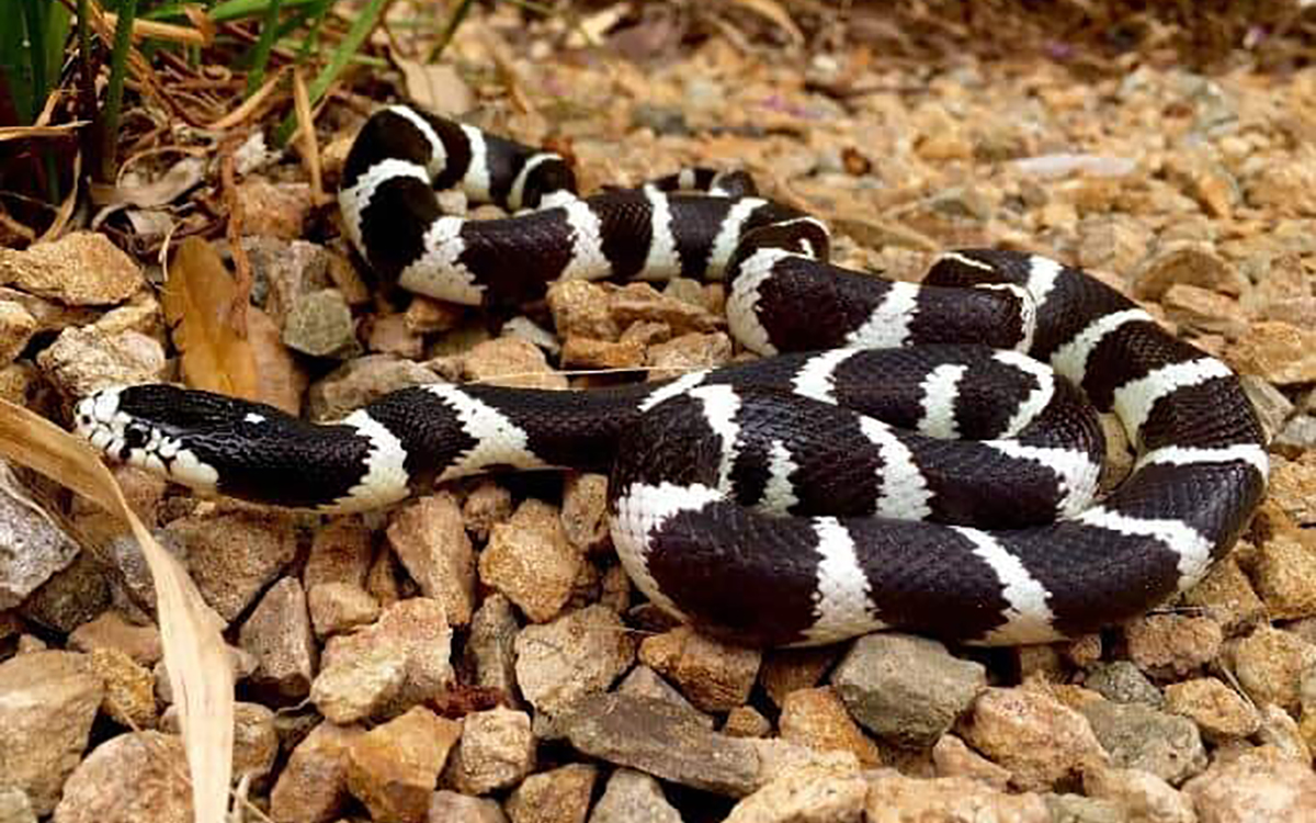 best snakes for beginners