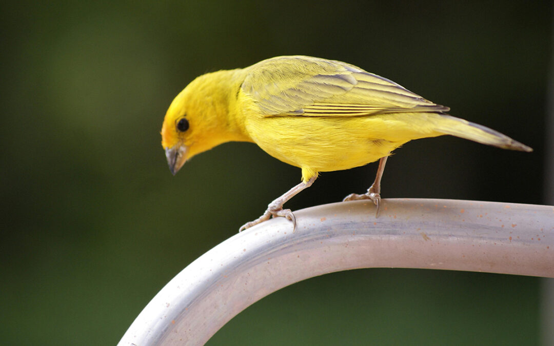 7 Best Cages For Canaries