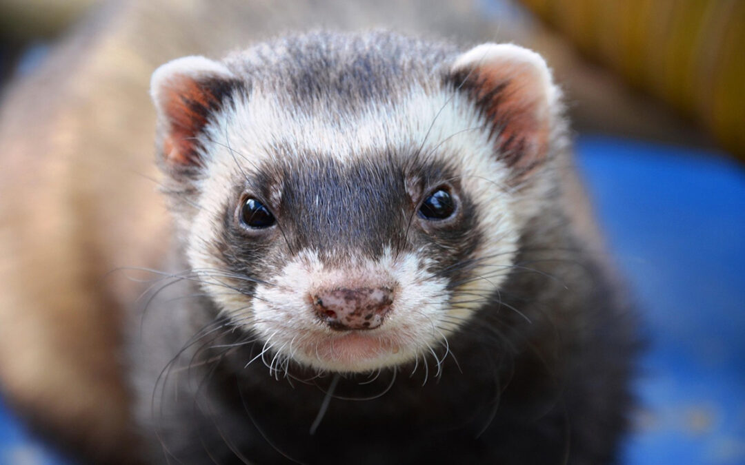 Are Ferrets Hard To Take Care Of?