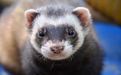 Are Ferrets Hard To Take Care Of?