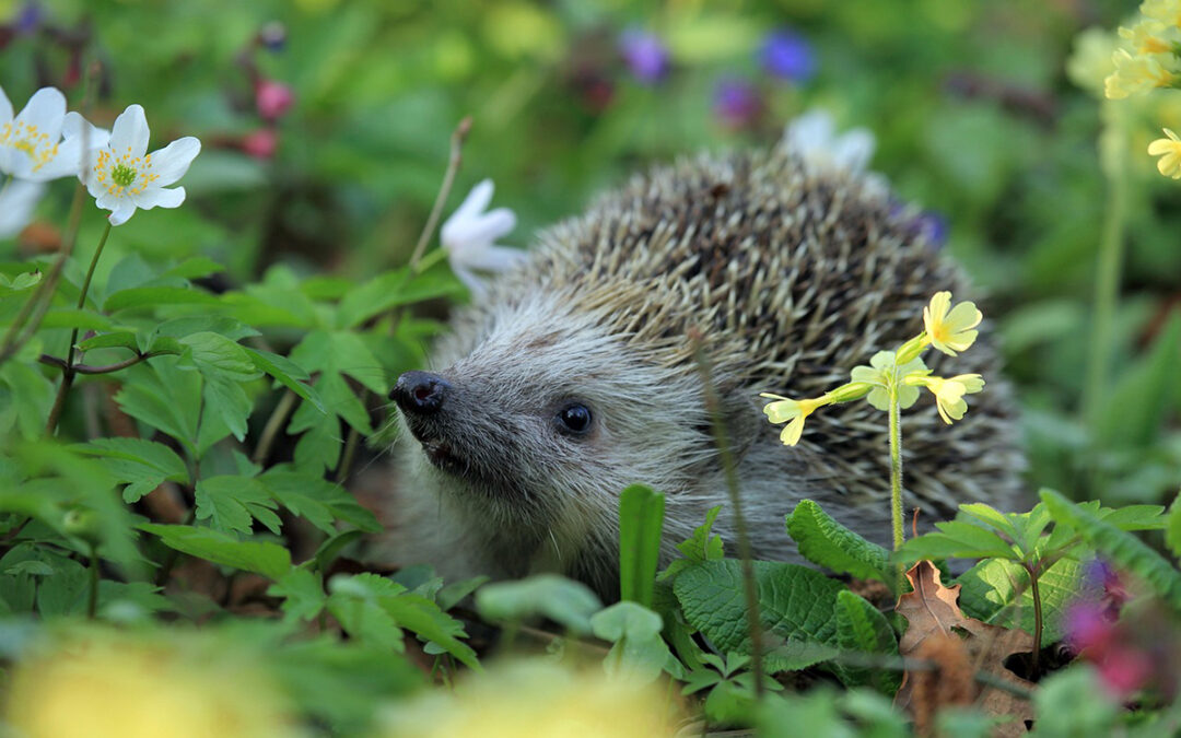 Hedgehog Food – What Do Pet Hedgehogs Eat?
