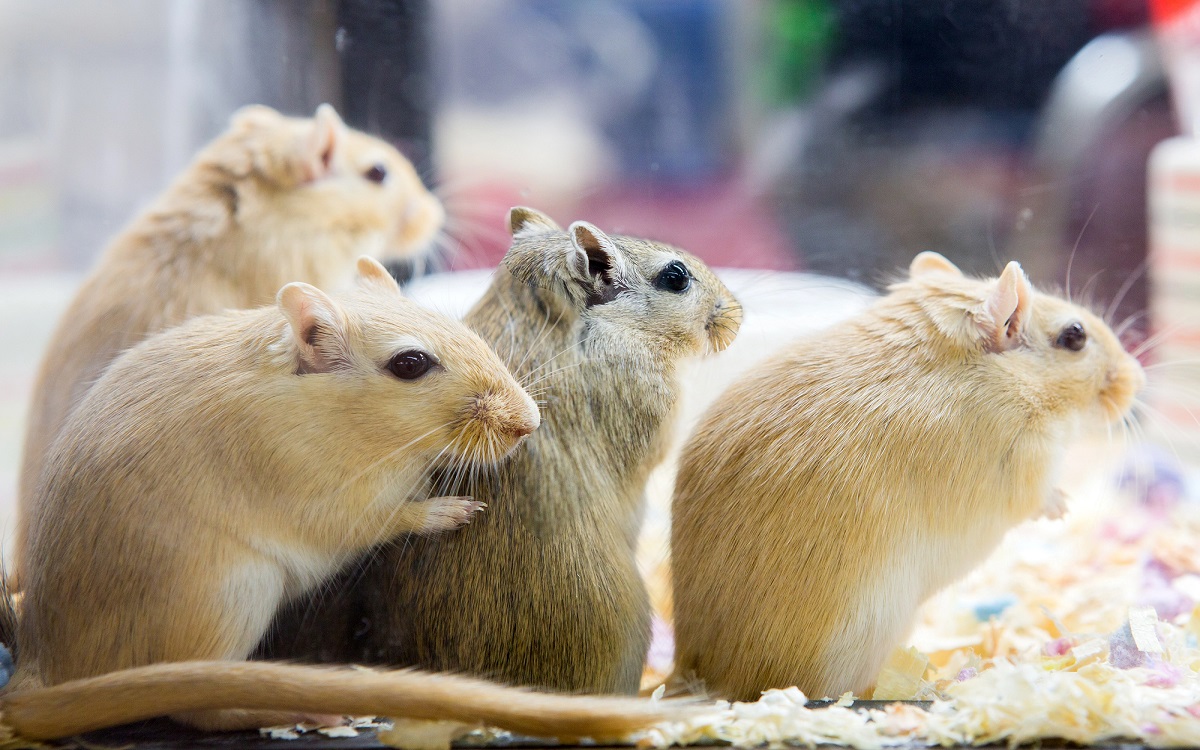 pet gerbils