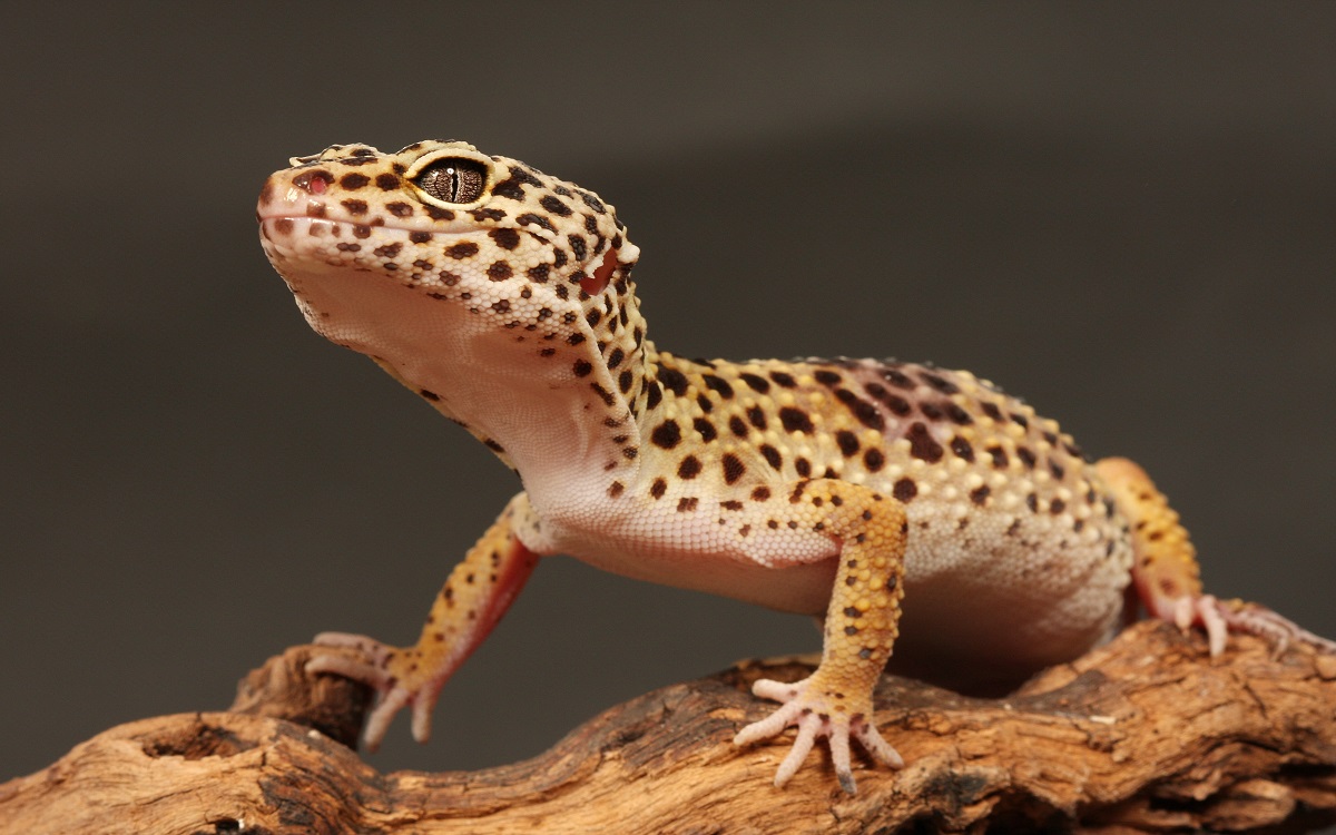 pet leopard gecko
