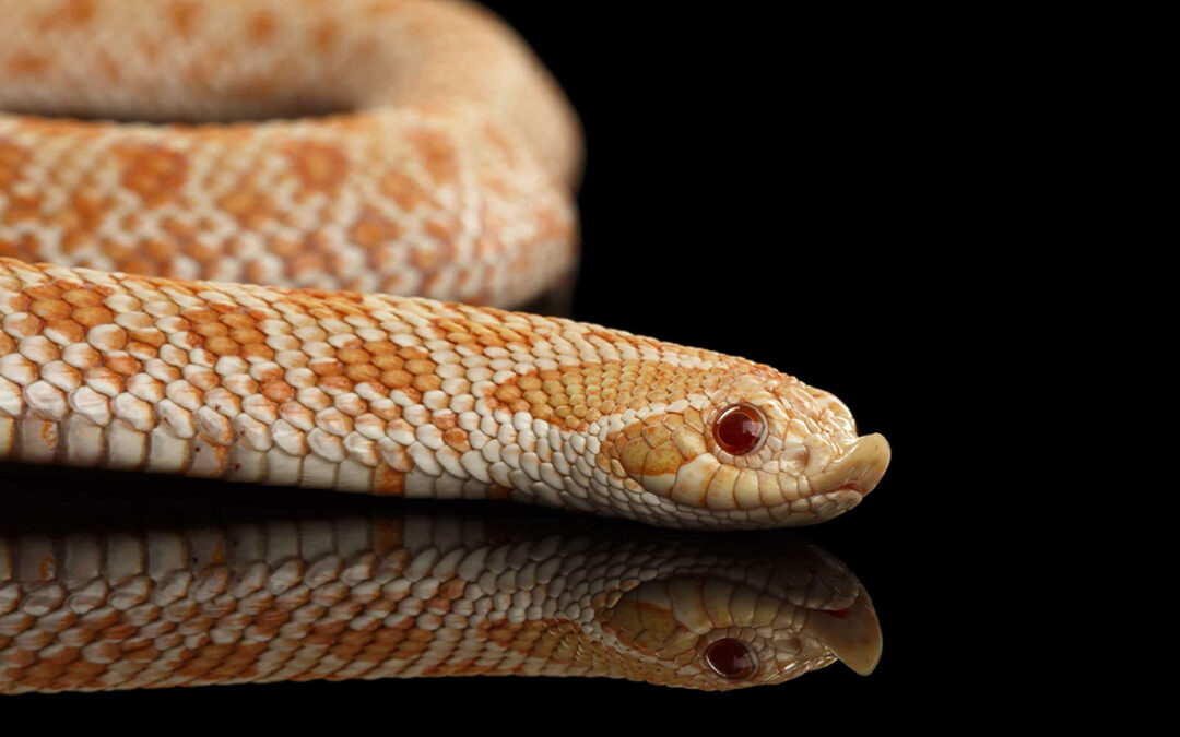 Best Snakes For Beginners: A Guide to Slithering Success