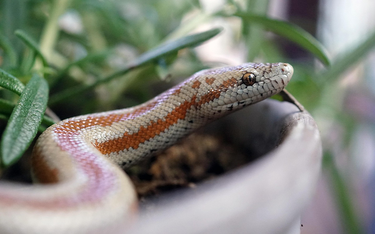 best beginner snakes