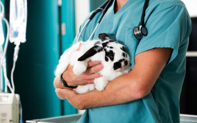 Sick Bunny: How Do You Know If Your Bunny Is Sick?