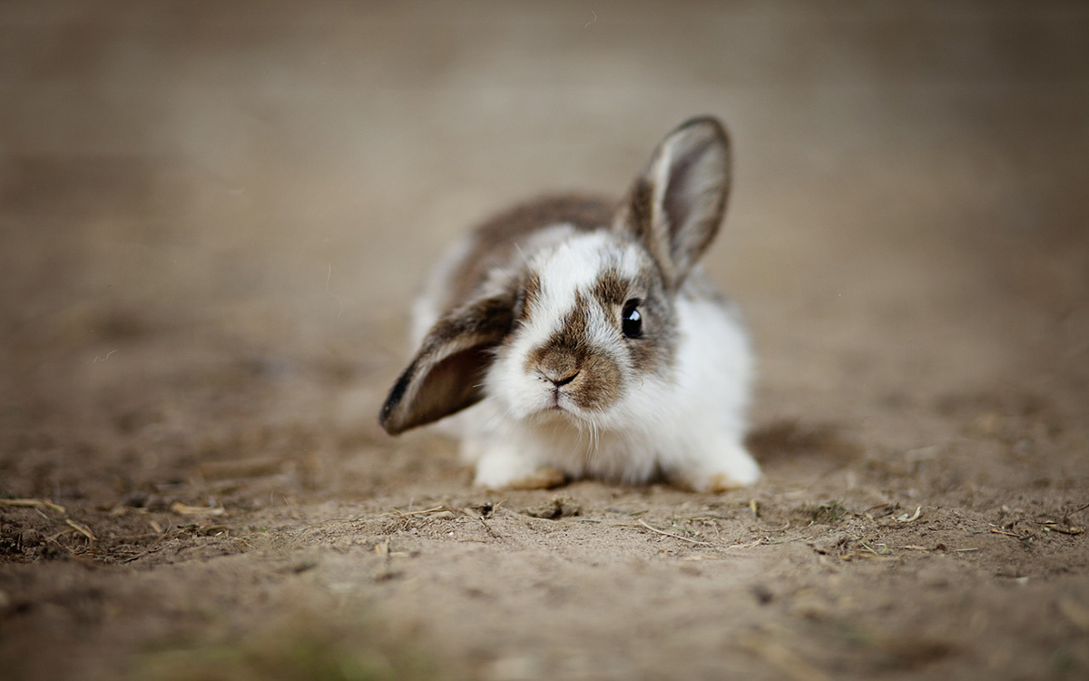 signs that your rabbit is sick