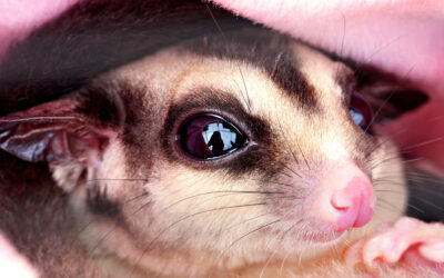 Why Sugar Gliders Bark at Night—And What It Means
