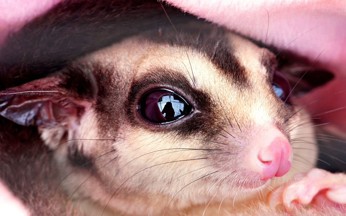 sugar gliders bark
