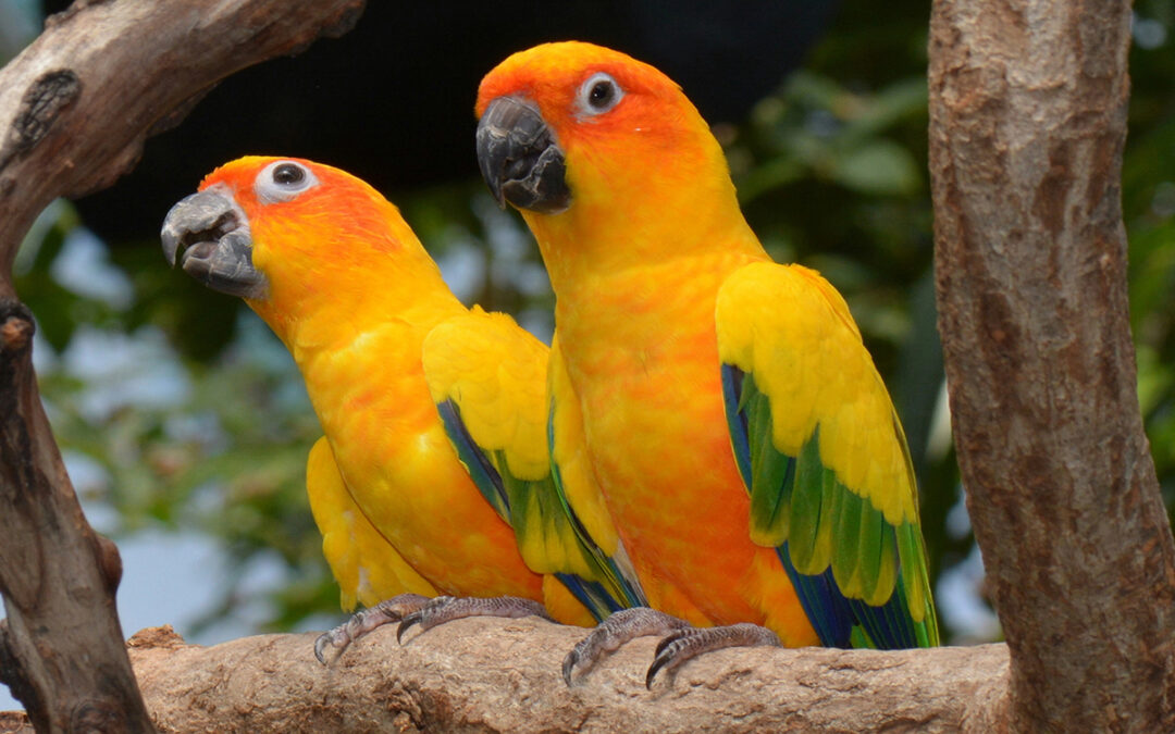 What Is The Best Pet Parrot To Own?