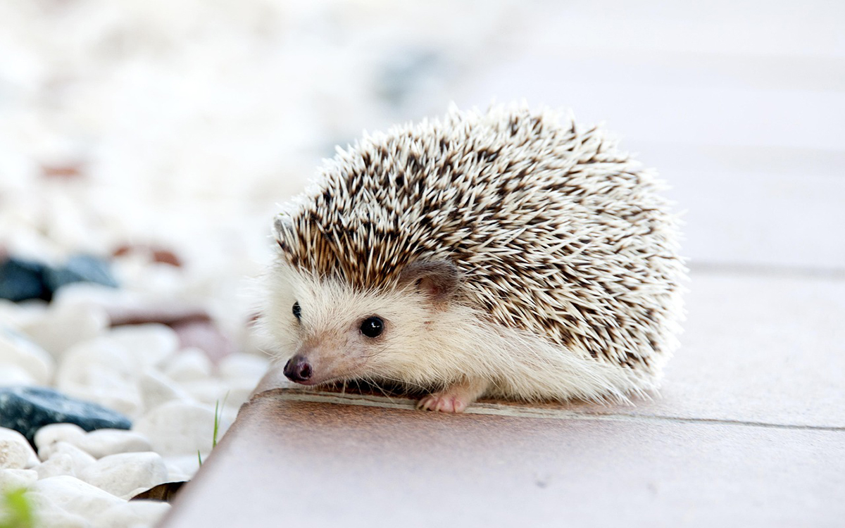 what hedgehogs eat