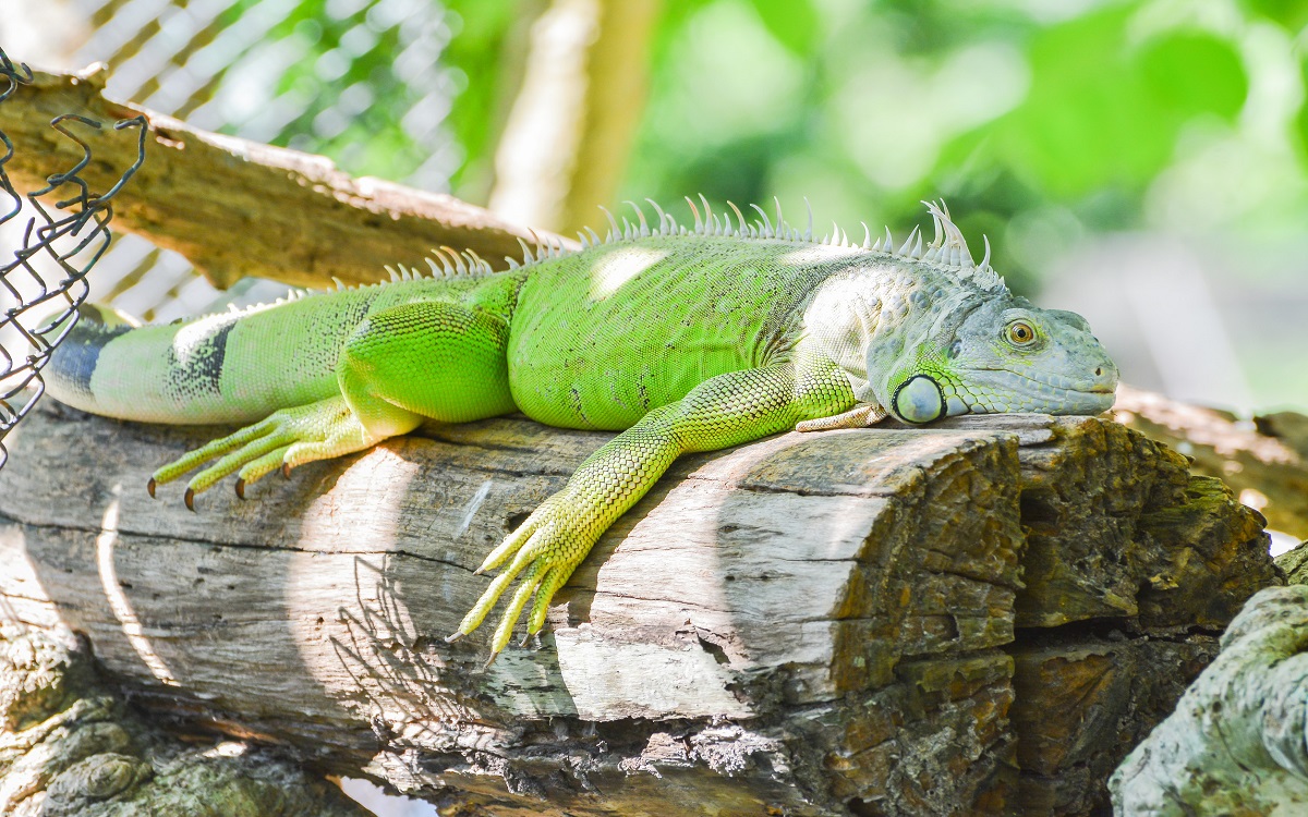 are iguanas good pets